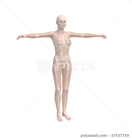 人體標本女性骨骼和內臟器官圖像燙髮3DCG圖材料 37507739