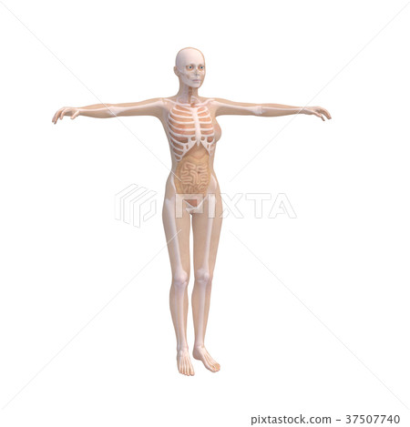 人體標本女性骨骼和內臟器官圖像燙髮3DCG圖材料 37507740