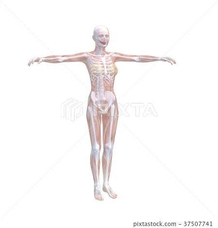 人體標本女性骨骼和內臟器官圖像燙髮3DCG圖材料 37507741
