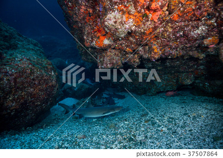 Nemelivka White Tip Ogasawara 37507864