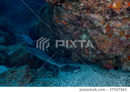 Nemelivka White Tip Ogasawara 37507865