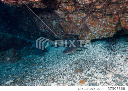 Nemelivka White Tip Ogasawara 37507866