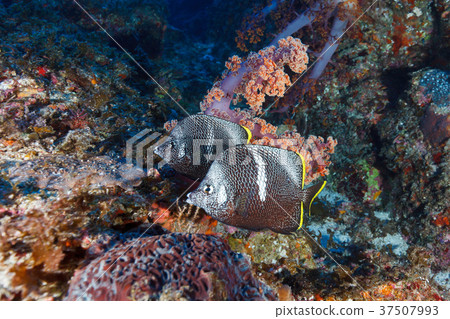 Umitosaka and Yuzen Ogasawara Umitosaka and Yuzen Ogasawara 37507993