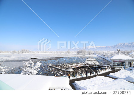 Lake Biwa and Swans (5) 37508774