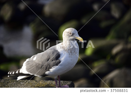 Taking sea gulls at the shore of Ayabe-cho, Hokkaido Taking sea gulls at the shore of Ayabe-cho, Hokkaido 37508831
