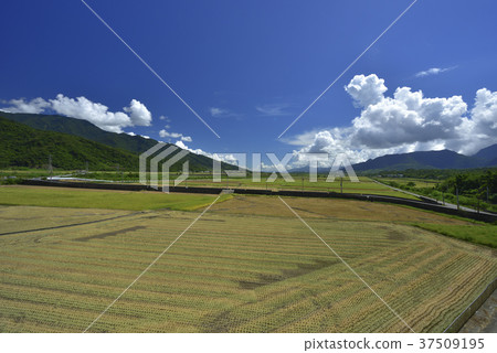 稻田,農村,原野,山,臺灣,台東,花東縱谷,鄉村景色,清新 37509195