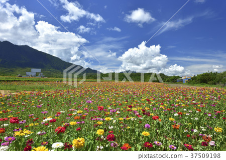 花田,農村,原野,山,臺灣,花蓮,花東縱谷,鄉村景色,開花,花,新鮮 花田,農村,原野,山,臺灣,花蓮,花東縱谷,鄉村景色,開花,花,新鮮 37509198