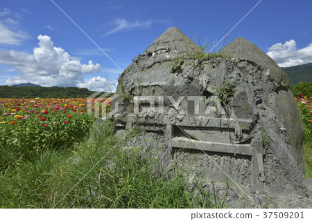 花田,農村,原野,山,臺灣,花蓮,花東縱谷,鄉村景色,沙雕,花,新鮮 37509201