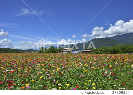 花田,農村,原野,山,臺灣,花蓮,花東縱谷,鄉村景色,開花,花,新鮮 花田,農村,原野,山,臺灣,花蓮,花東縱谷,鄉村景色,開花,花,新鮮 37509204
