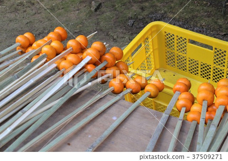 邁肯刺入一個竹簍 37509271