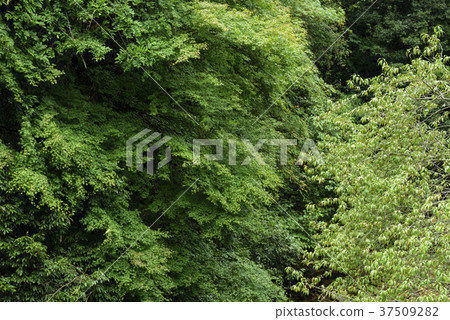 Oku Harima（Hyoto Himeji City Antomi-cho）的風景 37509282