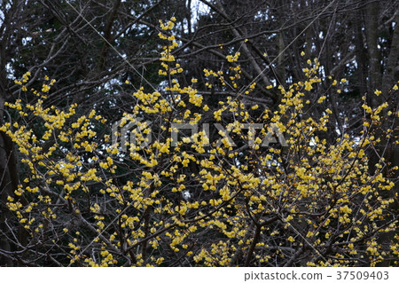來自町田市忠雄公園的蠟李子 來自町田市忠雄公園的蠟李子 37509403