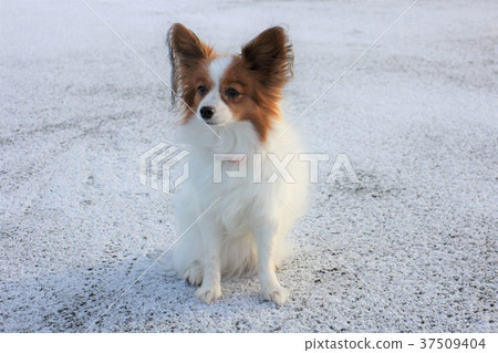 巴比龍在雪地上 巴比龍在雪地上 37509404