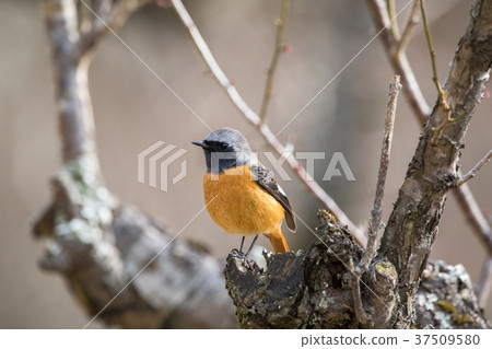 Giubitaki(男) Giubitaki(男) 37509580