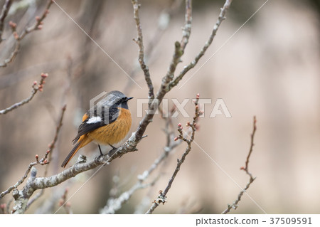 Giubitaki(男) Giubitaki(男) 37509591