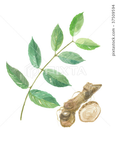 Salacia leaves and roots 37509594