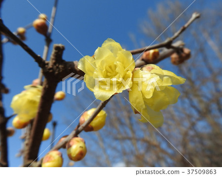 flower of wintersweet 37509863