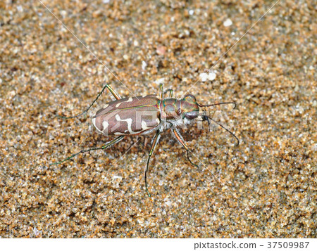 Harabiro Han Myou 37509987