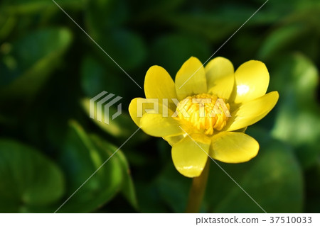 Yellow flowers 37510033