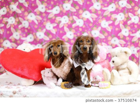 達克斯獵犬享受情人節 37510874