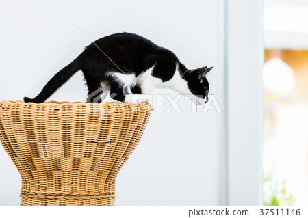 Cat about to jump from wicker stool 37511146