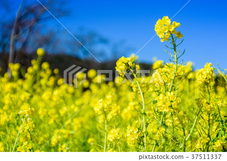 Rape blossoms Rape blossoms 37511337