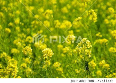 強姦開花 37511338