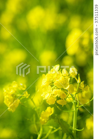 強姦開花 37511339