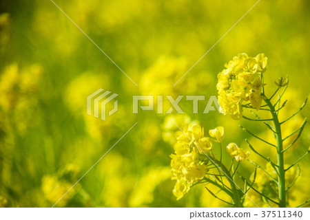 強姦開花 37511340