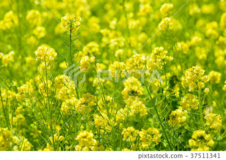 強姦開花 37511341