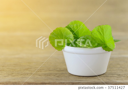 Natural Gotu-Kola leaves in white pot. Natural Gotu-Kola leaves in white pot. 37511427