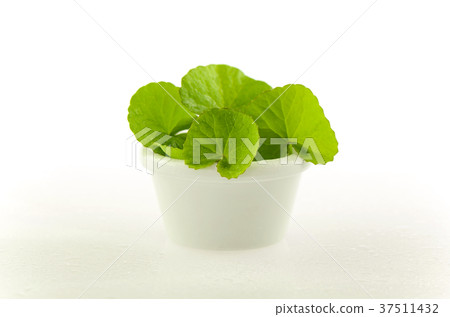 Natural Gotu-Kola leaves in white pot. Natural Gotu-Kola leaves in white pot. 37511432