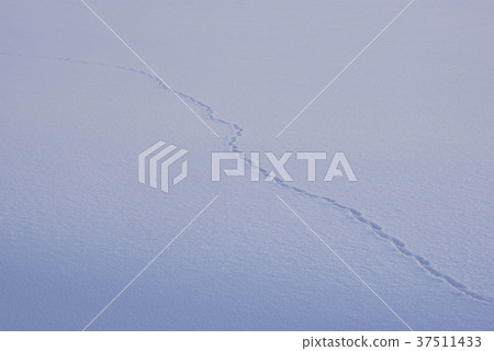 Shoot the landscape of animal footprints attached to a snowy field Shoot the landscape of animal footprints attached to a snowy field 37511433