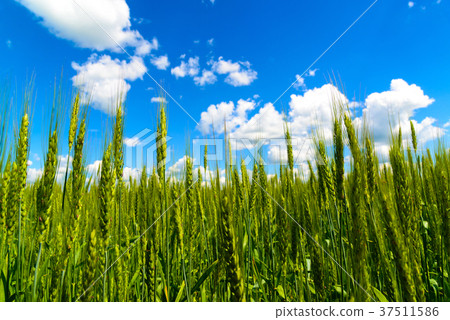 Wheat ears photographed from below against a Wheat ears photographed from below against a 37511586