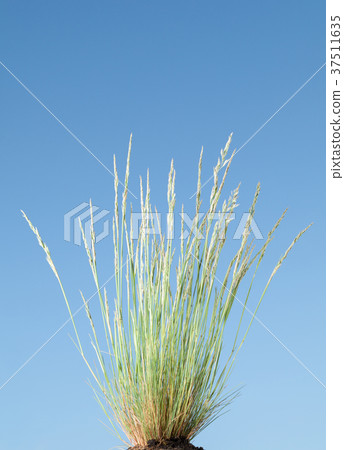 Dry grass and blue sky 37511635