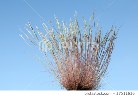 Dry yellow grass 37511636