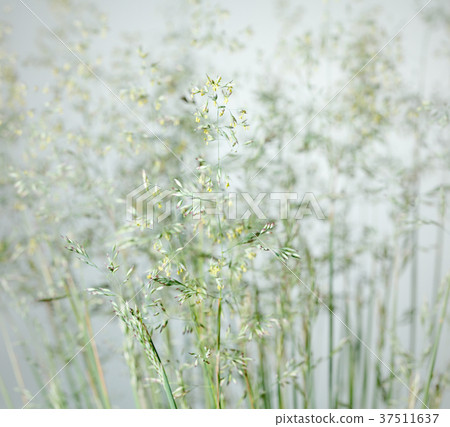 Blooming wild cereal 37511637