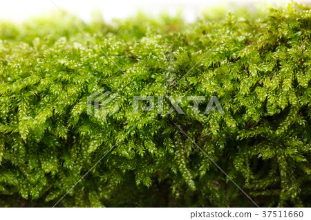 Moss texture 37511660