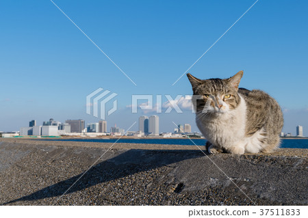 Area cat near Funabashi Port 37511833