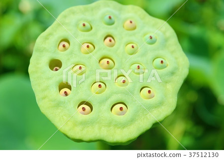[Caution of Trifei Pophobia] Lotusdai lotus seeds 37512130