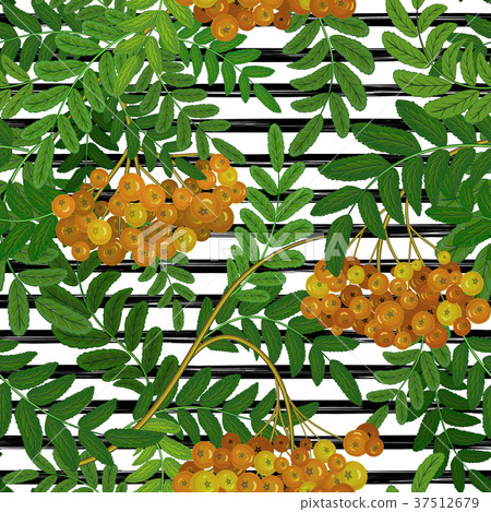 Seamless pattern with rowanberry on strips. Summer 37512679
