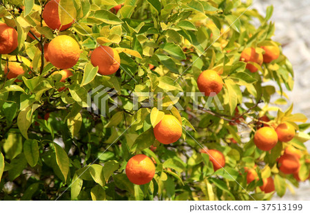 Branches with the fruits of the tangerine trees 37513199