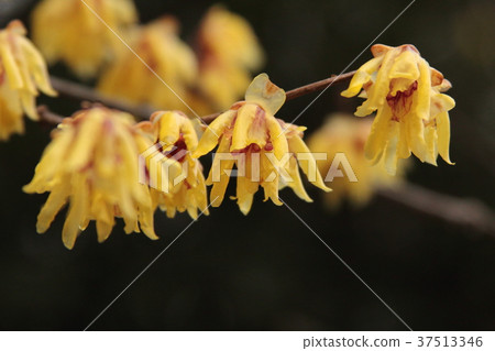 Wax plum Wax plum 37513346