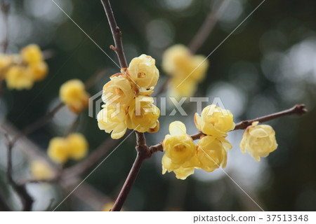 Wax plum Wax plum 37513348