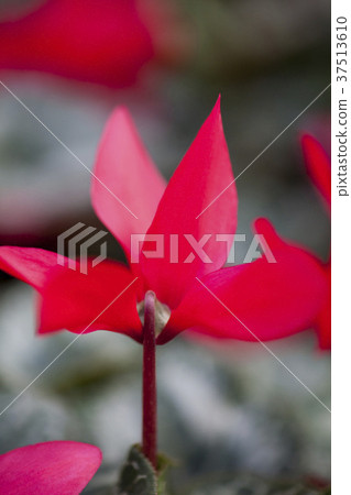 Cyclamen, World Flower Botanical Garden, Asan City, Chungnam 37513610