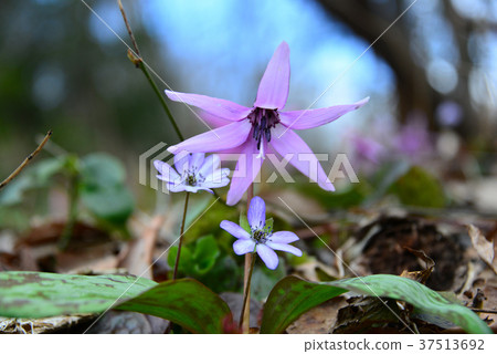 Katakuri and Yukiwarisou 37513692
