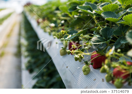Strawberry strawberry house cultivation 37514079
