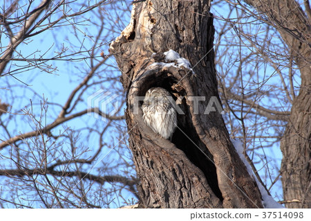 Ezo Owl Ezo Owl 37514098