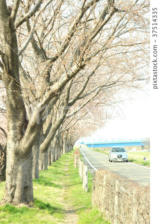 Cherry Blossom Road and Cars Cherry Blossom Road and Cars 37514335