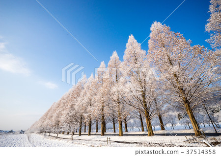 白雪皚皚的景觀水杉襯裡的滋賀縣牧野鎮 白雪皚皚的景觀水杉襯裡的滋賀縣牧野鎮 37514358